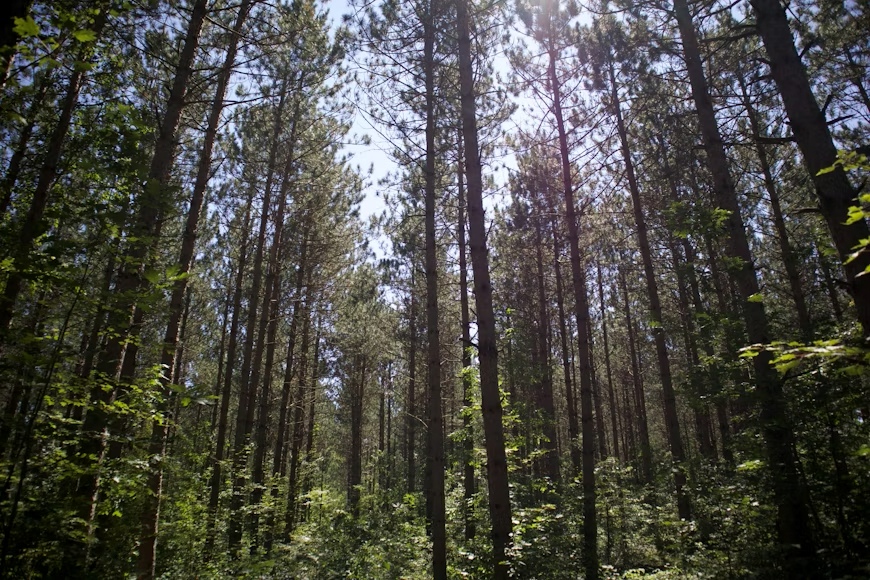 Ochrona przeciwpożarowa lasu
